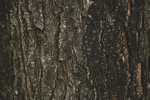 树皮树褐色树皮的硬质感 — 图库照片
