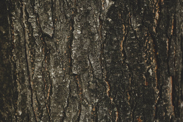 Embossed texture of the brown bark of a tree