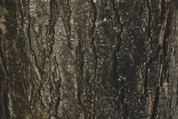Wytłaczana Faktura Brązowej Kory Drzewa — Zdjęcie stockowe