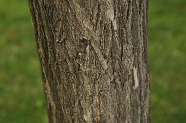 Bir ağacın kahverengi kabuğunun kabartmalı dokusu.