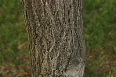 Bir ağacın kahverengi kabuğunun kabartmalı dokusu.