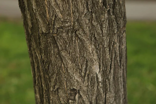 Embossed Texture Brown Bark Tree — Stock Photo, Image