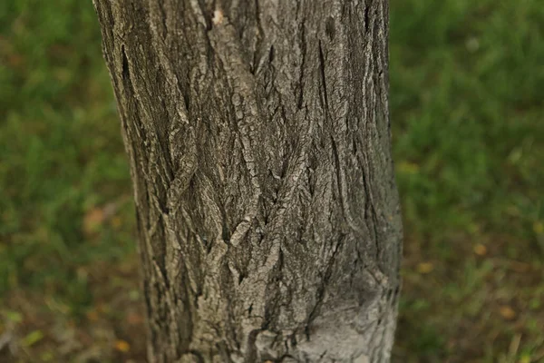 Textura Relevo Casca Castanha Uma Árvore — Fotografia de Stock