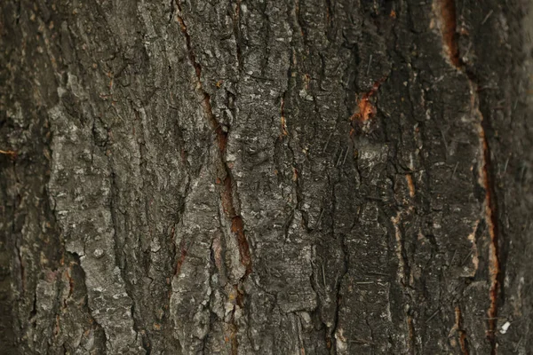 Geprägte Textur Der Braunen Rinde Eines Baumes — Stockfoto