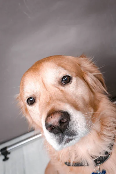 Muito Bonito Doce Cão Golden Retriever — Fotografia de Stock