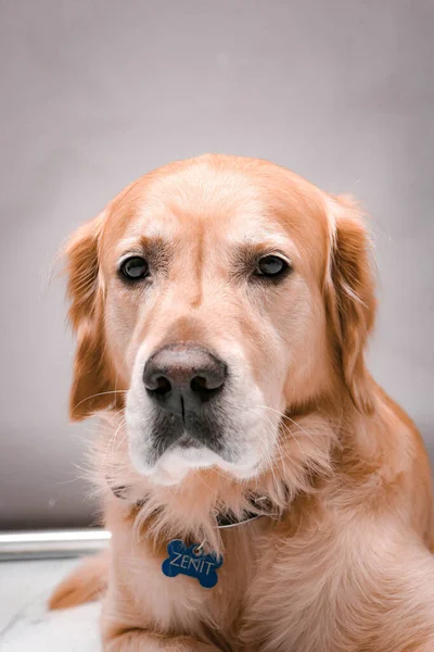 Πολύ Χαριτωμένο Και Γλυκό Σκυλί Golden Retriever — Φωτογραφία Αρχείου