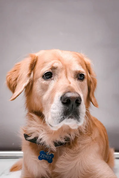 Muito Bonito Doce Cão Golden Retriever — Fotografia de Stock