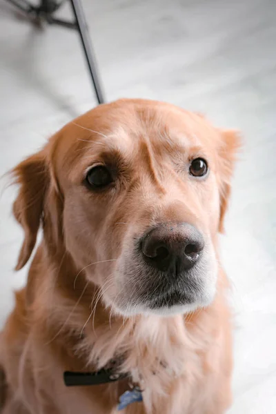 Πολύ Χαριτωμένο Και Γλυκό Σκυλί Golden Retriever — Φωτογραφία Αρχείου