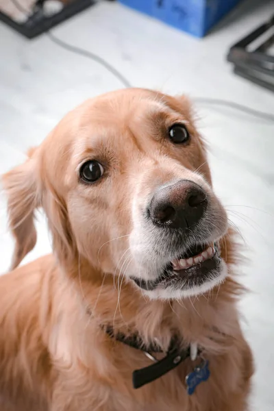 Muy Lindo Dulce Perro Golden Retriever — Foto de Stock