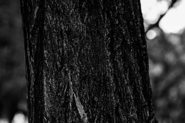 Bir ağacın kahverengi kabuğunun kabartmalı dokusu.