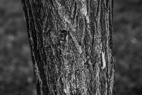 Textura Relevo Casca Castanha Uma Árvore — Fotografia de Stock