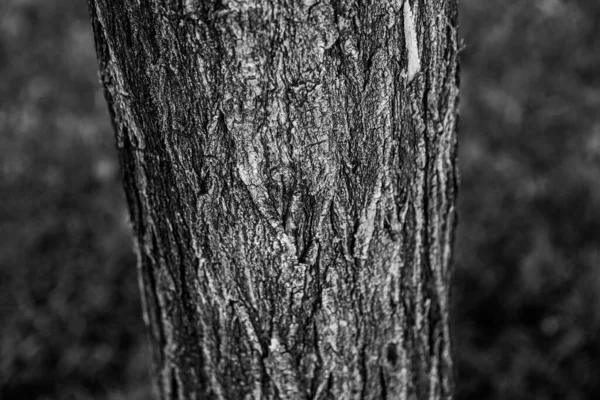 Texture Gaufrée Écorce Brune Arbre — Photo