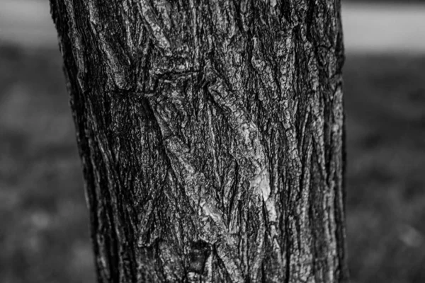Ανάγλυφη Υφή Του Καφέ Φλοιού Ενός Δέντρου — Φωτογραφία Αρχείου