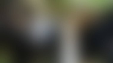 Bulanık arkaplan dokusu temasıName