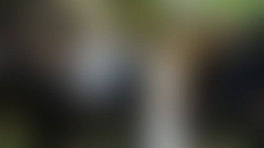 Bulanık arkaplan dokusu temasıName