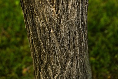 Bir ağacın kahverengi kabuğunun kabartmalı dokusu.
