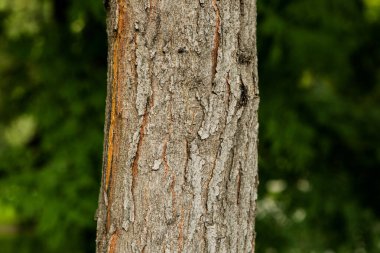 Bir ağacın kahverengi kabuğunun kabartmalı dokusu.