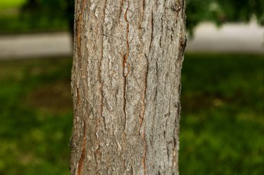 Bir ağacın kahverengi kabuğunun kabartmalı dokusu.