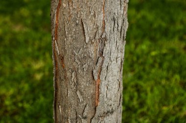 Bir ağacın kahverengi kabuğunun kabartmalı dokusu.