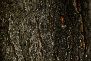 Bir ağacın kahverengi kabuğunun kabartmalı dokusu.