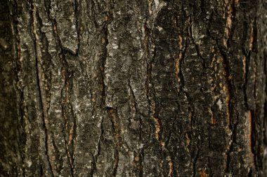 Bir ağacın kahverengi kabuğunun kabartmalı dokusu.
