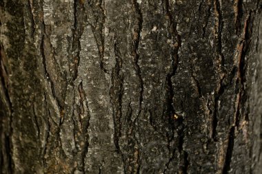 Bir ağacın kahverengi kabuğunun kabartmalı dokusu.
