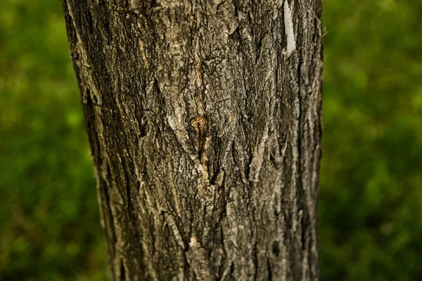 Razítkovaná Textura Hnědé Kůry Stromu — Stock fotografie