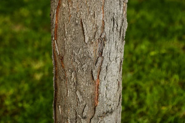 Textura Relevo Casca Castanha Uma Árvore — Fotografia de Stock