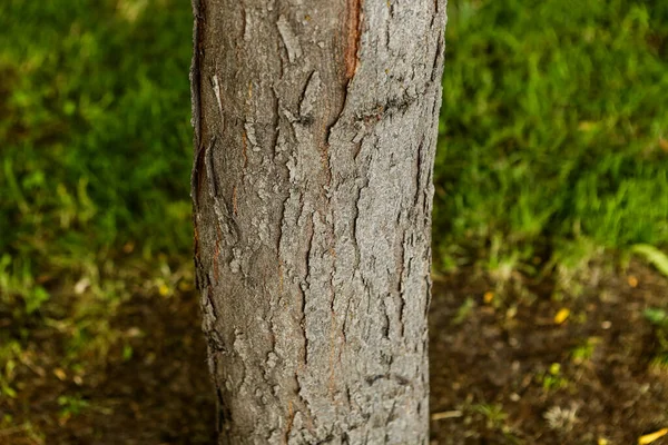 Geprägte Textur Der Braunen Rinde Eines Baumes — Stockfoto