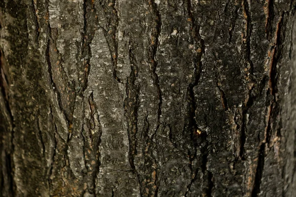 Geprägte Textur Der Braunen Rinde Eines Baumes — Stockfoto