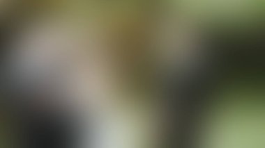 Bulanık arkaplan dokusu temasıName