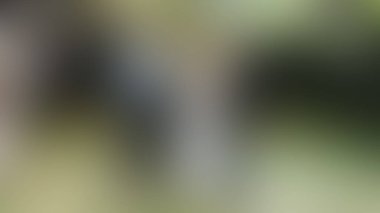 Bulanık arkaplan dokusu temasıName