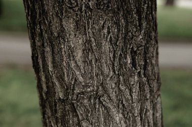 Bir ağacın kahverengi kabuğunun kabartmalı dokusu.