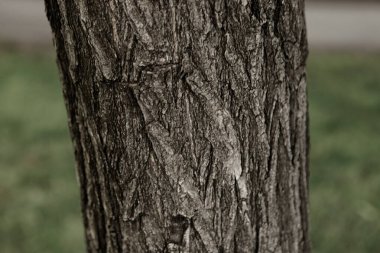 Bir ağacın kahverengi kabuğunun kabartmalı dokusu.