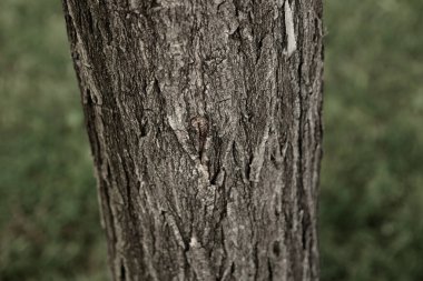 Bir ağacın kahverengi kabuğunun kabartmalı dokusu.