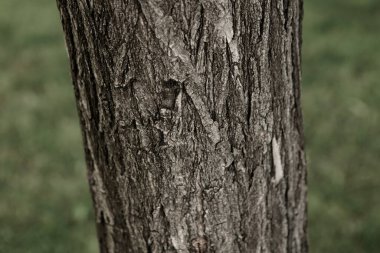 Bir ağacın kahverengi kabuğunun kabartmalı dokusu.