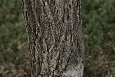 Bir ağacın kahverengi kabuğunun kabartmalı dokusu.