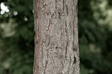 Bir ağacın kahverengi kabuğunun kabartmalı dokusu.