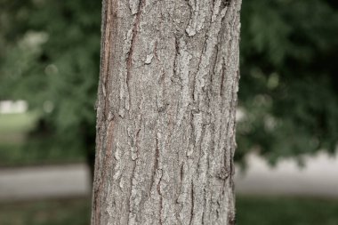 Bir ağacın kahverengi kabuğunun kabartmalı dokusu.