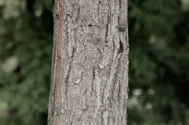 Bir ağacın kahverengi kabuğunun kabartmalı dokusu.