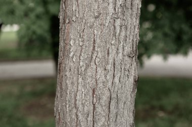 Bir ağacın kahverengi kabuğunun kabartmalı dokusu.