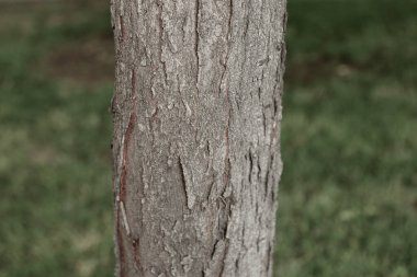 Bir ağacın kahverengi kabuğunun kabartmalı dokusu.