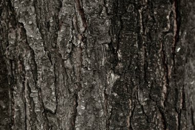 Bir ağacın kahverengi kabuğunun kabartmalı dokusu.