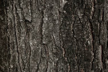 Bir ağacın kahverengi kabuğunun kabartmalı dokusu.