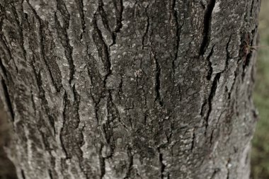 Bir ağacın kahverengi kabuğunun kabartmalı dokusu.