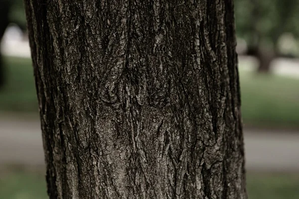 Præget Tekstur Den Brune Bark Træ - Stock-foto