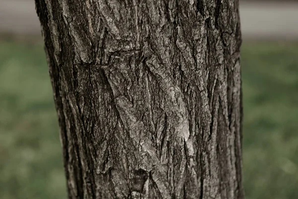 Bir ağacın kahverengi kabuğunun kabartmalı dokusu.