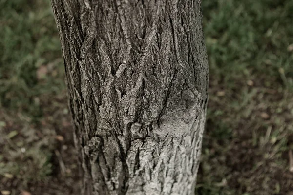 Razítkovaná Textura Hnědé Kůry Stromu — Stock fotografie