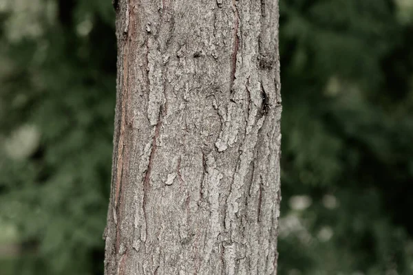 Ανάγλυφη Υφή Του Καφέ Φλοιού Ενός Δέντρου — Φωτογραφία Αρχείου