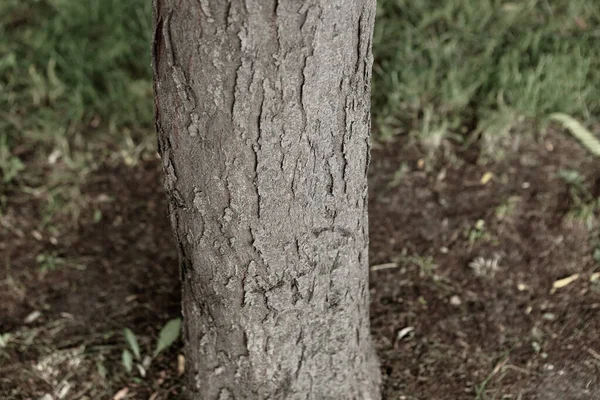 Textura Relevo Casca Castanha Uma Árvore — Fotografia de Stock